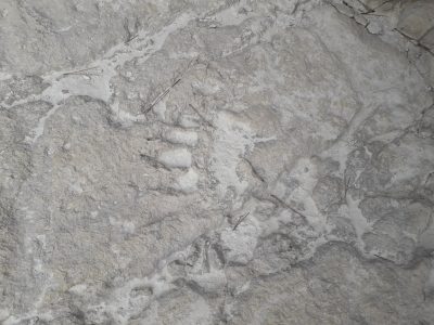 dias de campo de un naturalista